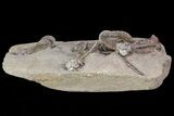 Plate Jimbacrinus Crinoid Fossils - Australia (Special Price) #68357-8